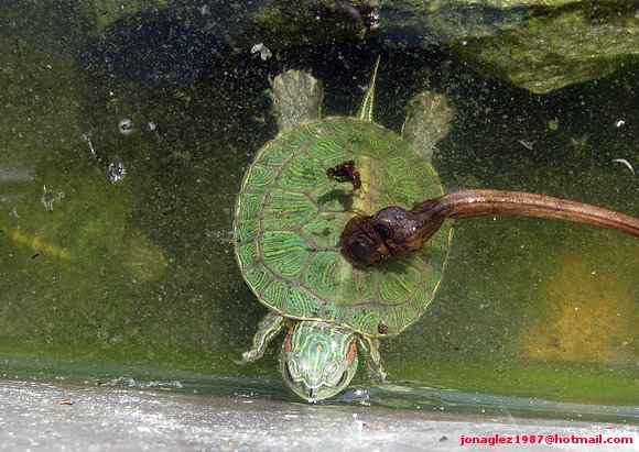 Neonato de Trachemys scripta elegans