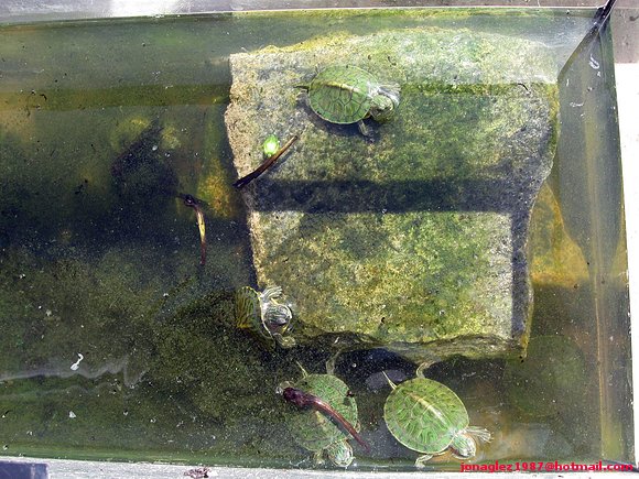 Neonato de Trachemys scripta elegans
