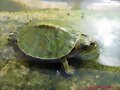 Neonato de Trachemys scripta elegans