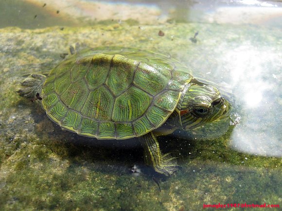 Neonato de Trachemys scripta elegans