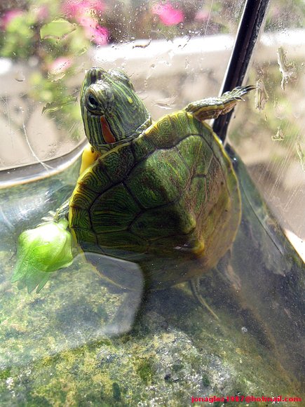 Neonato de Trachemys scripta elegans