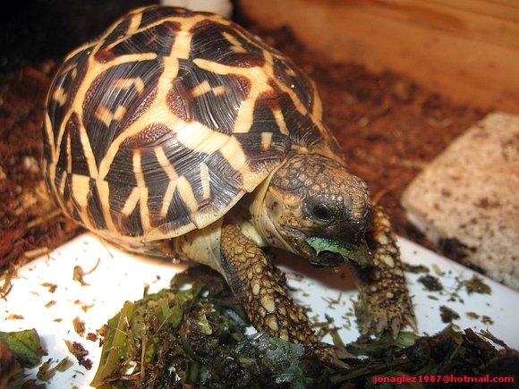 Geochelone elegans