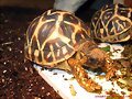 Geochelone elegans