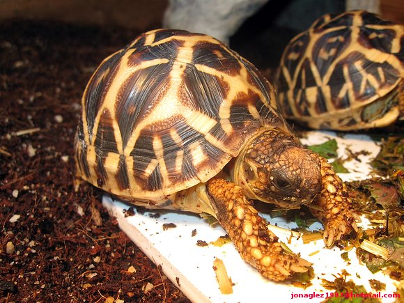 Geochelone elegans