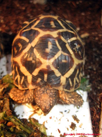 Geochelone elegans