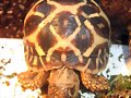 Geochelone elegans