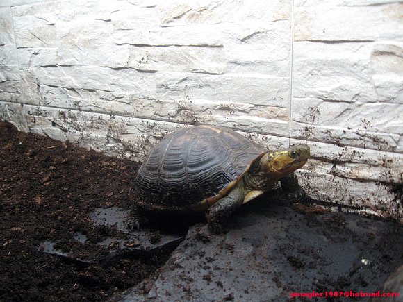 Cuora flavomarginata