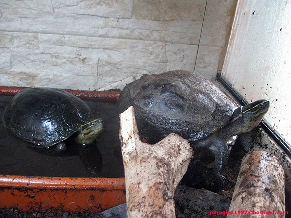 Cuora amboinensis
