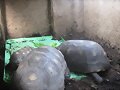 Geochelone carbonaria
