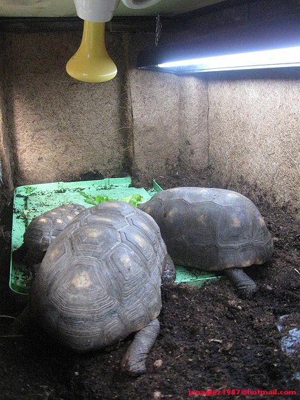 Geochelone carbonaria