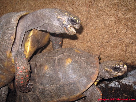 Geochelone carbonaria