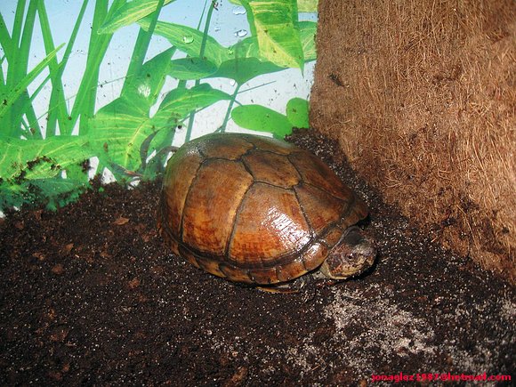 Hembra de Kinosternon en el acuario.