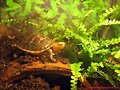 Baby Cuora flavomarginata