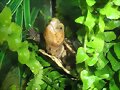 Baby de Cuora flavomarginata