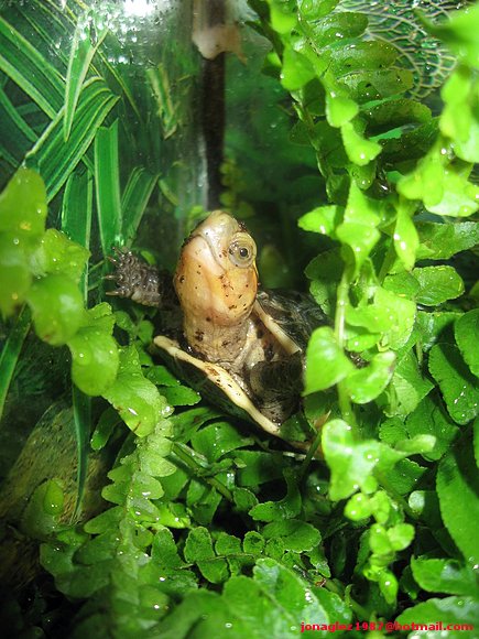 Baby de Cuora flavomarginata