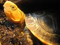 Baby Cuora flavomarginata