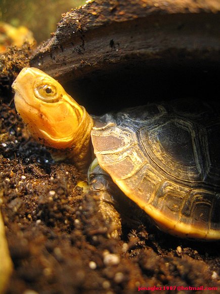 Baby Cuora flavomarginata