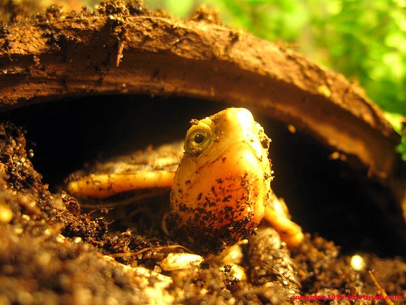 Baby Cuora flavomarginata