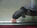 Siebenrockiella crassicollis
