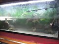 Acuario Pelusios