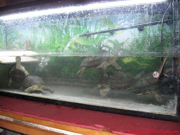 Acuario Pelusios