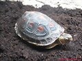 Nuevo Macho Cuora flavomarginata