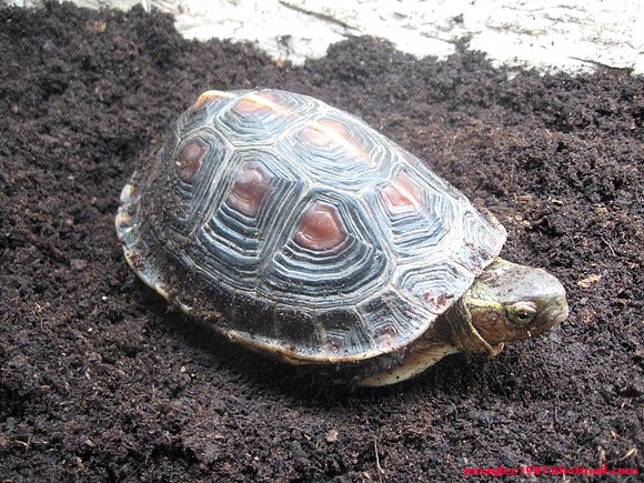 Nuevo Macho Cuora flavomarginata