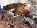 Hembra Cuora flavomarginata