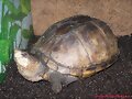 Hembra de Kinosternon scorpioides