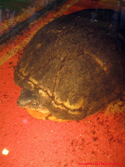 Hembra de Kinosternon scorpioides