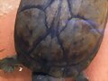 Macho de Kinosternon scorpioides