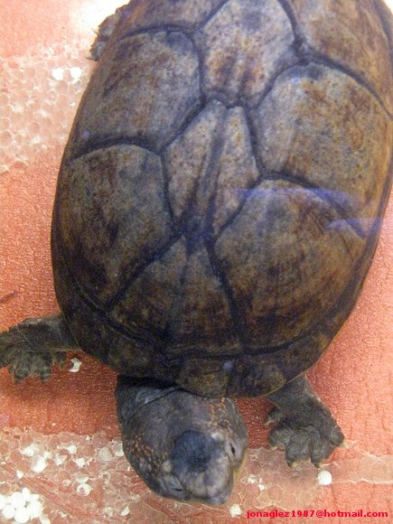 Macho de Kinosternon scorpioides
