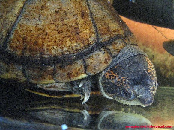 Hembra de Kinosternon scorpioides