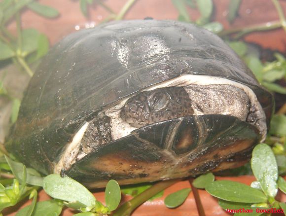Pelusios subniger