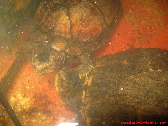 Macho y hembra Kinosternon scorpioides