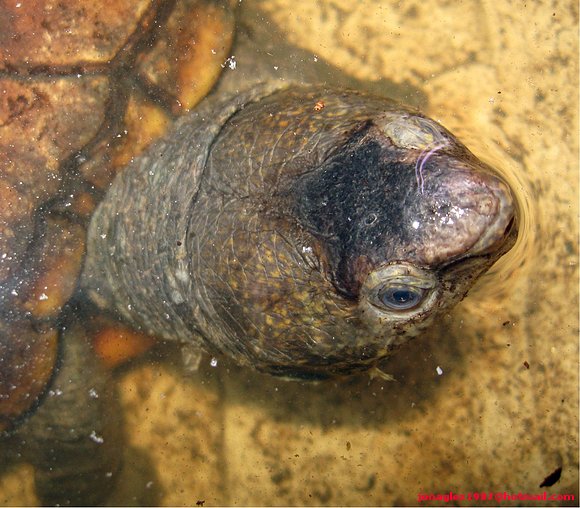 Hembra Kinosternon scorpioides