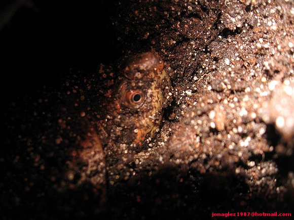 Hembra Kinosternon scorpioides