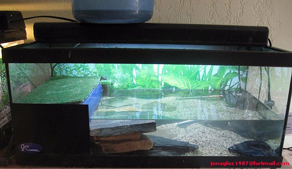 Acuario juveniles Siebenrockiella