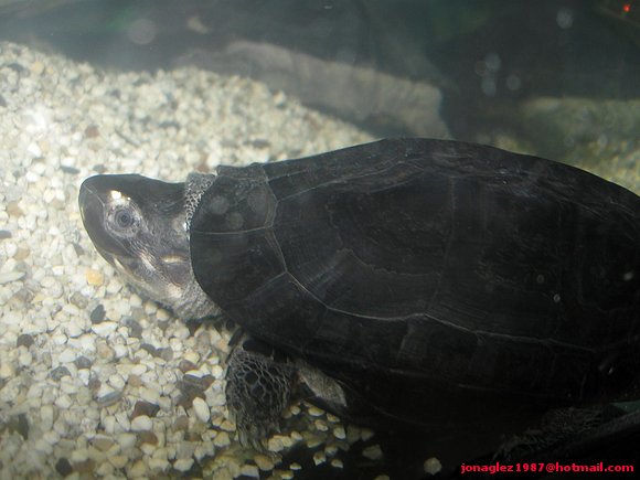 Siebenrockiella crassicollis