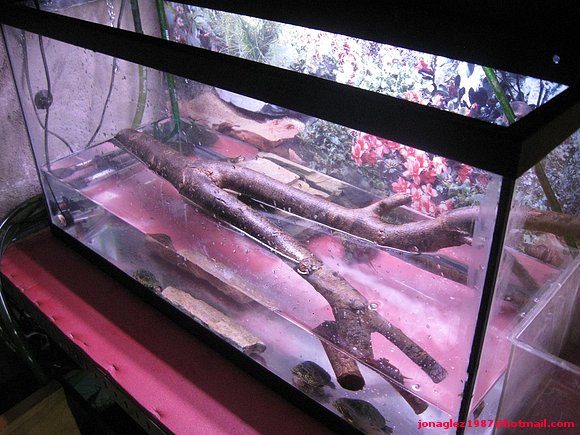 Acuario galápagos babys