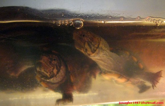 Kinosternon babys