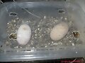 Huevos de Cuora flavomarginata