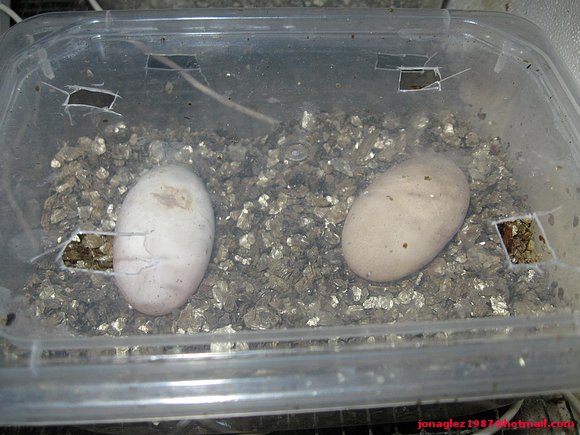 Huevos de Cuora flavomarginata