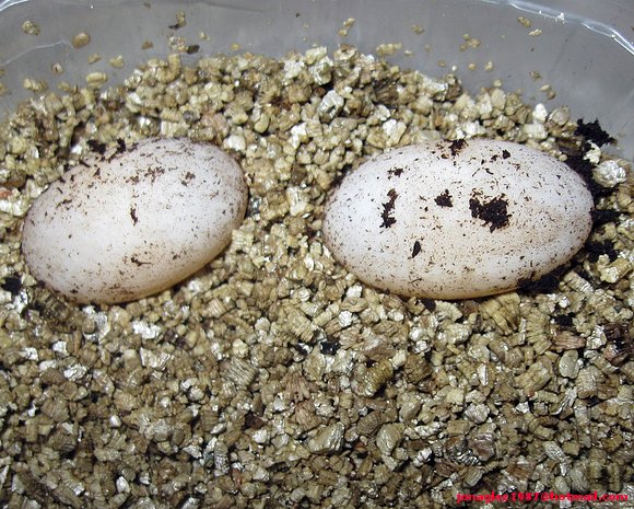 Puesta de Cuora amboinensis