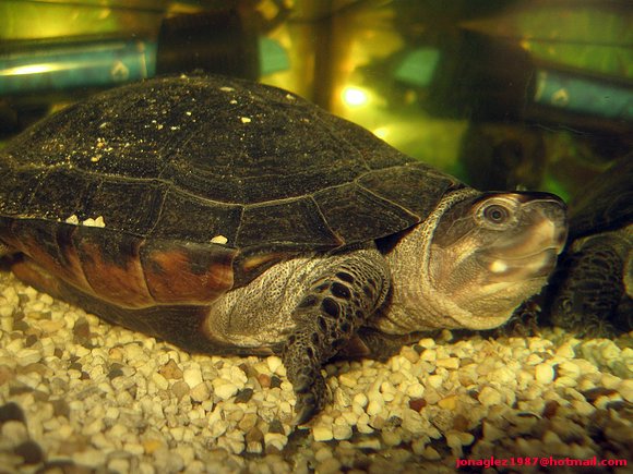 Siebenrockiella crassicollis