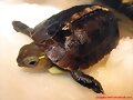 Neonato de Cuora flavomarginata
