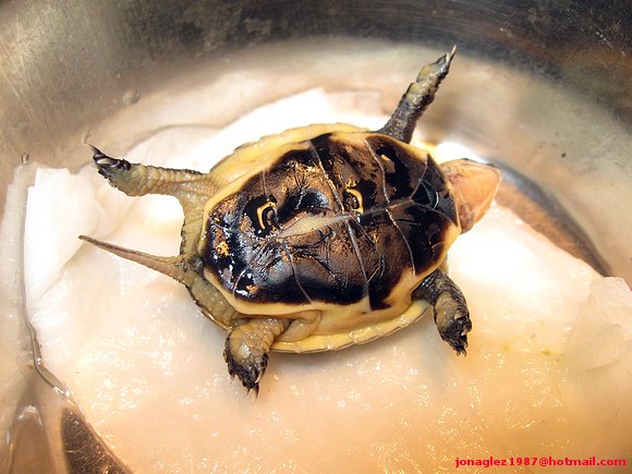 Neonato de Cuora flavomarginata