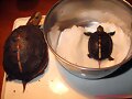 Cuora flavomarginata babys