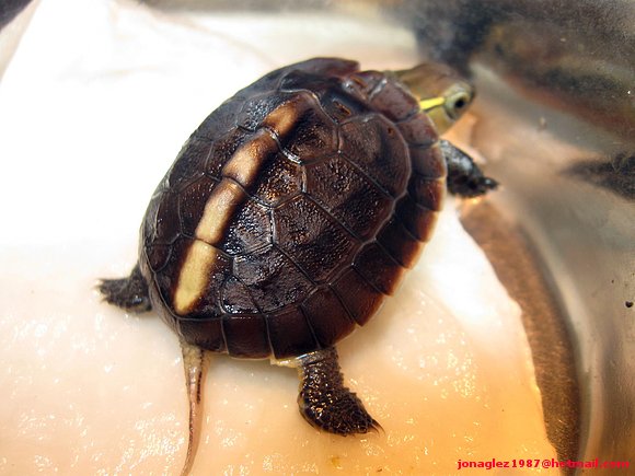 Neonato de Cuora flavomarginata