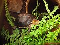 Cuora flavomarginata